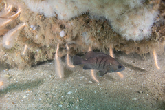 Acanthistius patachonicus