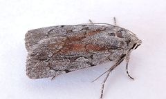 Setagrotis pallidicollis