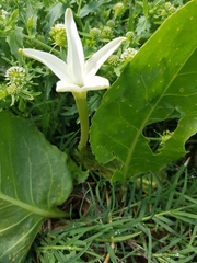 Jaborosa integrifolia