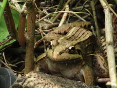 Leptodactylus latrans