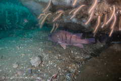 Acanthistius patachonicus