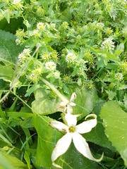 Jaborosa integrifolia