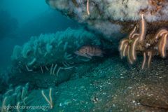 Acanthistius patachonicus