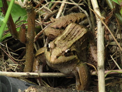 Leptodactylus latrans