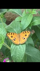 Junonia almana