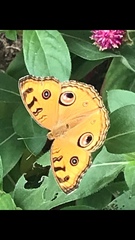 Junonia almana