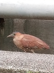 Gorsachius melanolophus