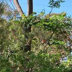 Acanthorhynchus tenuirostris