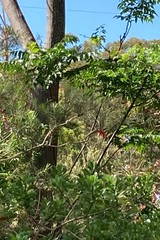 Acanthorhynchus tenuirostris