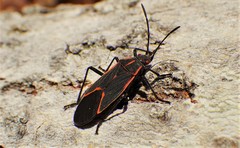 Boisea trivittata