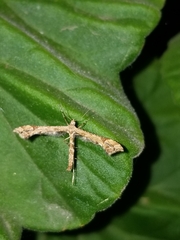 Amblyptilia pica