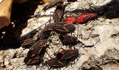 Boisea trivittata