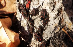 Boisea trivittata