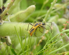 Chauliognathus scutellaris