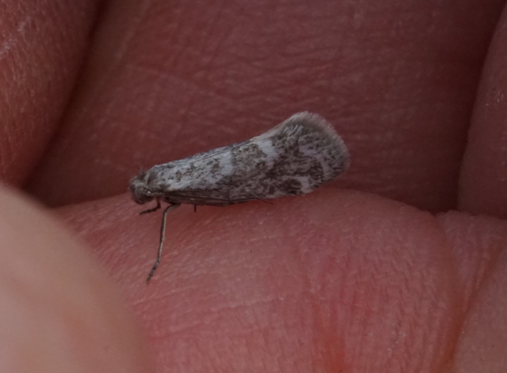 Greya solenobiella