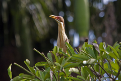 Ixobrychus cinnamomeus