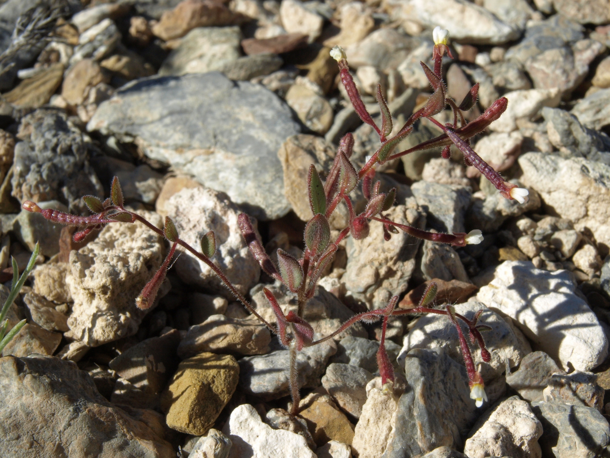 Chylismiella