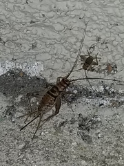 Gryllodes sigillatus