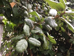 Quercus agrifolia