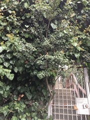 Quercus agrifolia