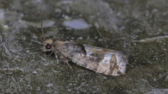 Zeiraphera canadensis