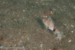 Dules auriga