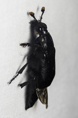 Nicrophorus nigrita