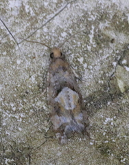 Zeiraphera canadensis