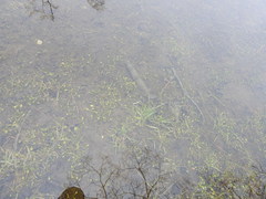 Ranunculus hydrophilus