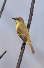 Pseudocolopteryx citreola