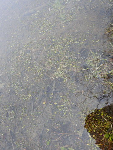 Image of Ranunculus hydrophilus by (c) María Regina Silva, some rights reserved (CC BY)
