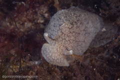 Pleurobranchaea maculata