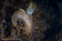 Polycera marplatensis