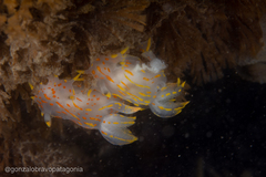 Polycera marplatensis