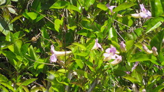 Bignonia callistegioides