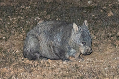 Lasiorhinus latifrons