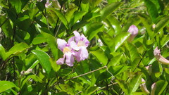 Bignonia callistegioides