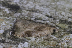 Olethreutes connectum
