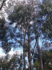 Eucalyptus elata