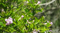 Bignonia callistegioides