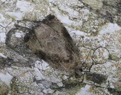Olethreutes connectum