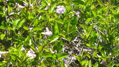 Bignonia callistegioides