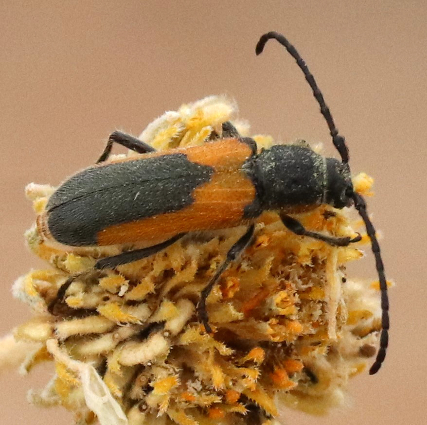 Beautiful Longhorned Beetle