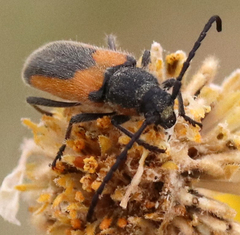 Crossidius pulchellus