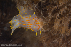 Polycera marplatensis