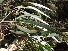 Eucalyptus elata