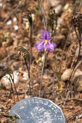 Thysanotus baueri