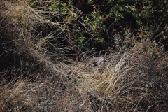Nothoprocta pentlandii