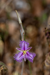 Thysanotus baueri