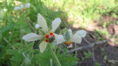 Blumenbachia insignis